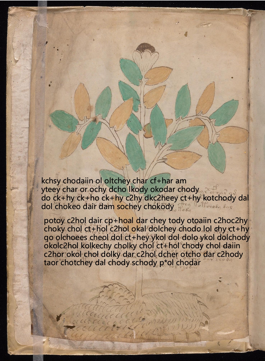 Folio 1v glyph overlay on parchment